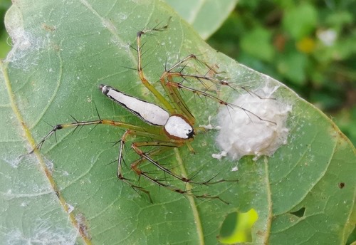 แมงมุมตาหกเหลี่ยมขาว · White Lynx Spider · Oxyopes shweta