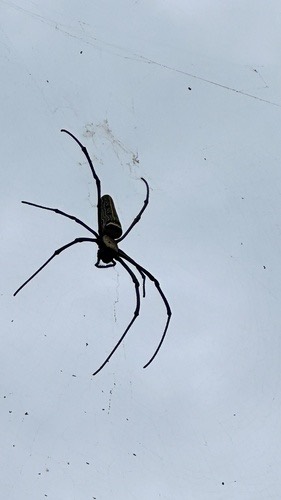 แมงมุมใยทองท้องขนาน · Giant Golden Orbweaver · Nephila pilipes