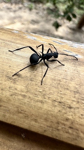 มดหนามกระทิงดำ · Armed Spiny Ant · Polyrhachis armata