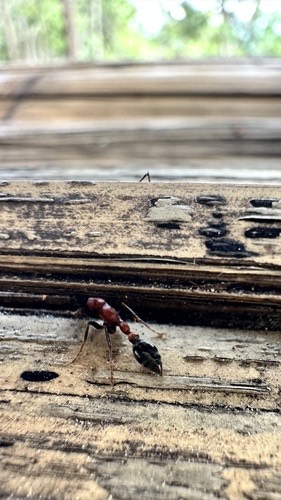 มดตะนอยอกส้ม · Arboreal Bicolored Slender Ant · Tetraponera rufonigra