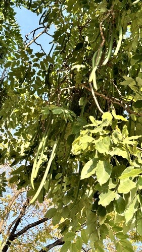 คูน · Golden Shower Tree · Cassia fistula