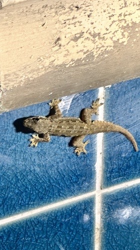 จิ้งจกบ้านหางแบน · Flat-tailed House Gecko · Hemidactylus platyurus