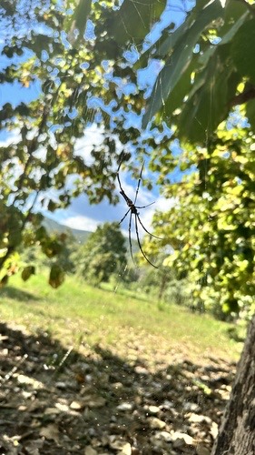 แมงมุมใยทองท้องขนาน · Giant Golden Orbweaver · Nephila pilipes