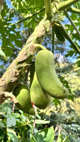มะละกอ · Papaya · Carica papaya