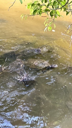เต่าแก้มแดง · Red-eared Slider · Trachemys scripta elegans