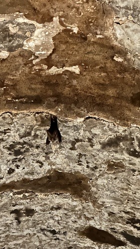 ค้างคาวแวมไพร์แปลงเล็ก · Lesser false vampire bat · Megaderma spasma