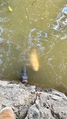 ปลานิล · Nile Tilapia · Oreochromis niloticus