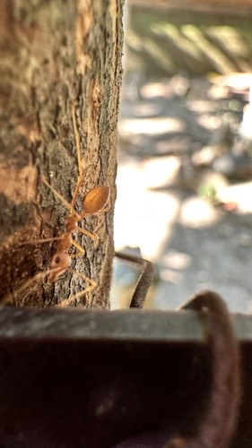 มดแดง · Asian Weaver Ant · Oecophylla smaragdina