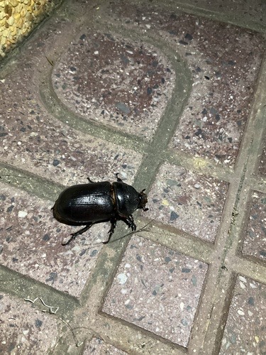 ด้วงแรดมะพร้าว · Coconut Rhinoceros Beetle · Oryctes rhinoceros