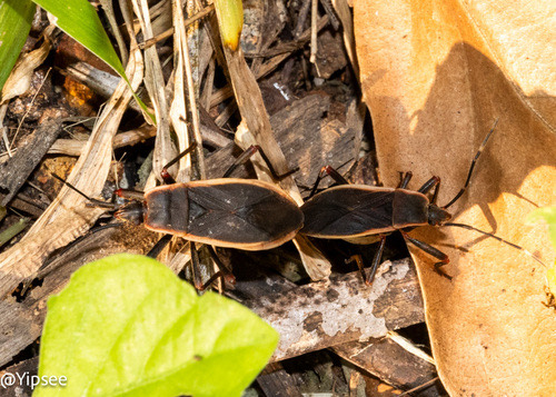 Iphita limbata