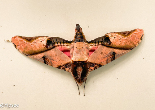 mango hawkmoth · Amplypterus panopus