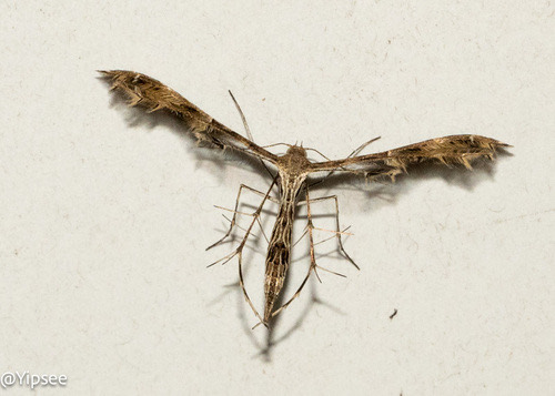 Fire-flag Plume Moth · Sphenarches anisodactylus