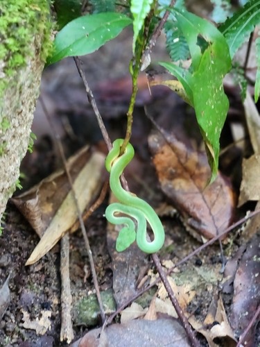 งูเขียวหางไหม้ท้องเขียวเหนือ · Lanna Green Pitviper · Trimeresurus lanna