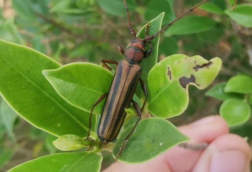ด้วงหนวดยาวขีดเขียวกลาง · Lebbek Borer · Xystrocera globosa
