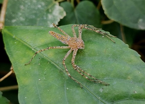 Hieroglyph Fairy Lynx Spider · Hamadruas hieroglyphica