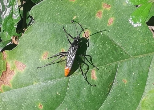 Asian Red-tailed Spider Wasp · Tachypompilus analis