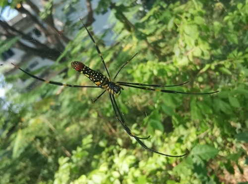 แมงมุมใยทองท้องขนาน · Giant Golden Orbweaver · Nephila pilipes