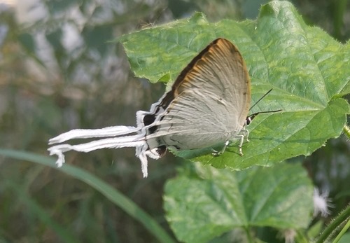 ผีเสื้อขาวหางริ้ว · Common Imperial · Cheritra freja