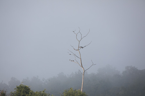 นกแอ่นพง · Ashy Woodswallow · Artamus fuscus