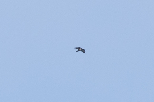 เหยี่ยวกิ้งก่าสีดำ · Black Baza · Aviceda leuphotes