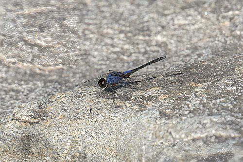 แมลงปอบ้านไตรมิตรสีน้ำเงิน · Indigo Dropwing · Trithemis festiva