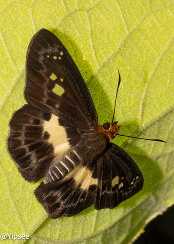 ผีเสื้อปีกราบขาวสีมัว · White-banded Flat · Gerosis phisara