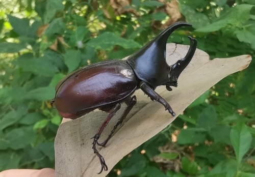 Xylotrupes socrates siamensis