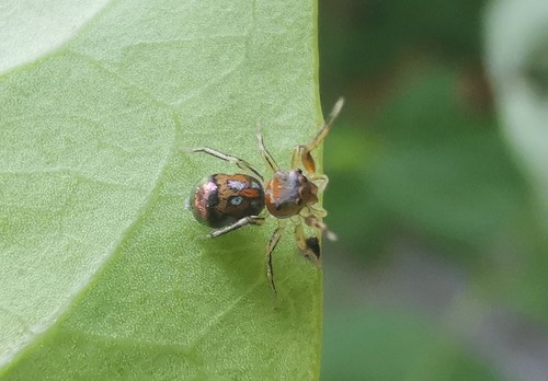 แมงมุมไซเลอร์หลากสี · Jade Jumping Spider · Siler semiglaucus