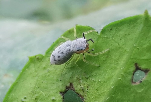 Phintella daklak