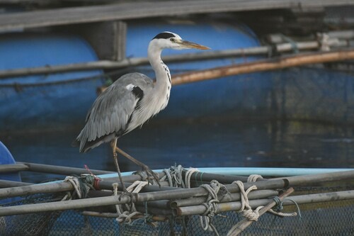 นกกระสานวล · Grey Heron · Ardea cinerea