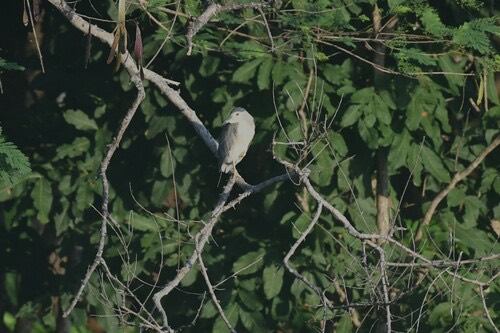 นกแขวก · Black-crowned Night Heron · Nycticorax nycticorax