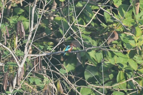 นกกะเต็นอกขาว · White-throated Kingfisher · Halcyon smyrnensis