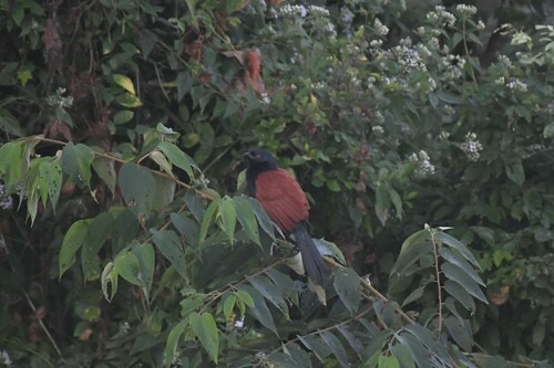 นกกระปูดใหญ่ · Greater Coucal · Centropus sinensis