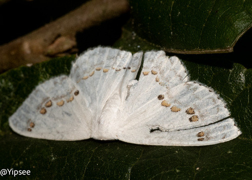 Teldenia specca