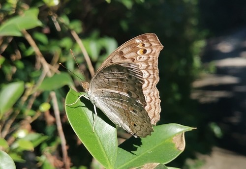 ผีเสื้อแพนซีเทา · Grey Pansy · Junonia atlites