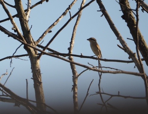 นกอีเสือสีน้ำตาล · Brown Shrike · Lanius cristatus