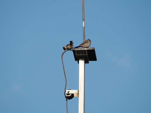 นกปรอดหัวสีเขม่า · Sooty-headed Bulbul · Pycnonotus aurigaster