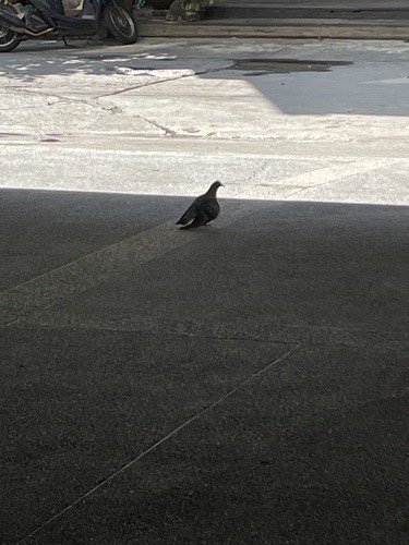นกพิราบป่าปละ · Feral Pigeon · Columba livia domestica