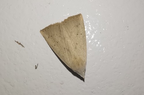 Rivula pallida