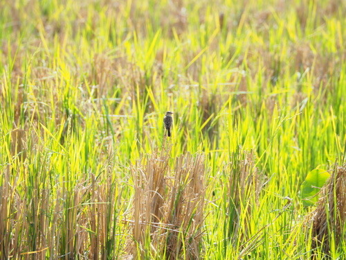 นกยอดหญ้าหัวดำ · Amur Stonechat · Saxicola stejnegeri
