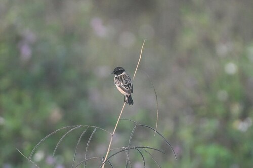 นกยอดหญ้าหัวดำ · Amur Stonechat · Saxicola stejnegeri