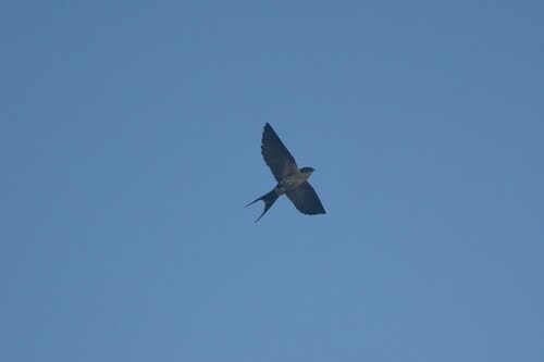 นกนางแอ่นตะโพกแดง · Eastern Red-rumped Swallow · Cecropis daurica