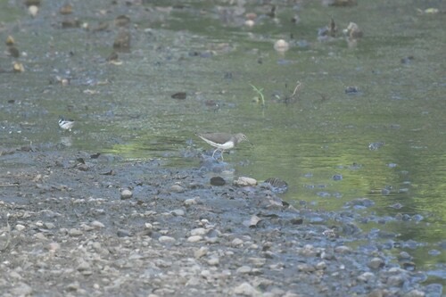 นกชายเลนเขียว · Green Sandpiper · Tringa ochropus