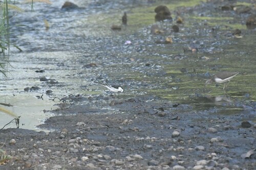 นกอุ้มบาตร · White Wagtail · Motacilla alba
