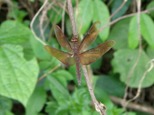 แมลงปอบ้านใหม่กลม · Russet Percher · Neurothemis fulvia