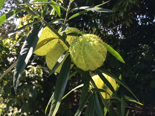 balloonplant · Gomphocarpus physocarpus
