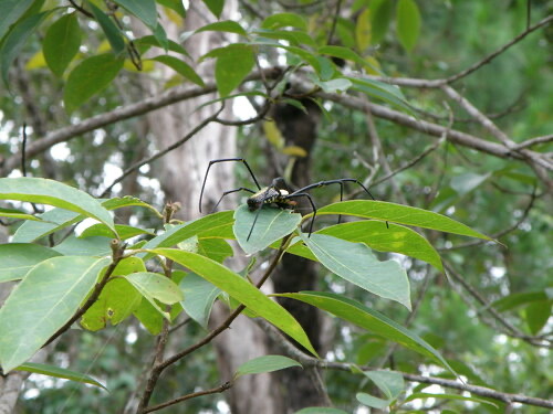 แมงมุมใยทองท้องขนาน · Giant Golden Orbweaver · Nephila pilipes
