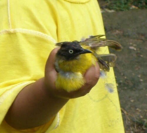 นกปรอดเหลืองหัวจุก · Black-crested Bulbul · Rubigula flaviventris