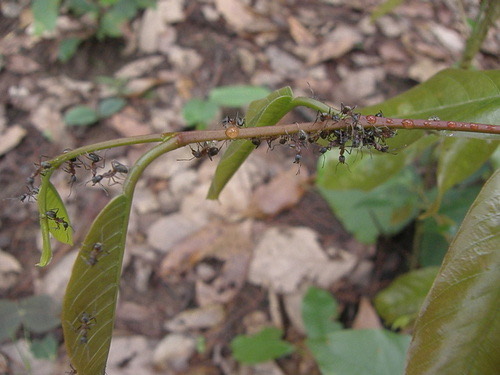 Dolichoderus feae