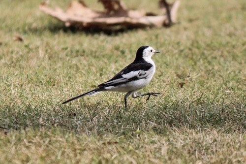 นกอุ้มบาตร · White Wagtail · Motacilla alba